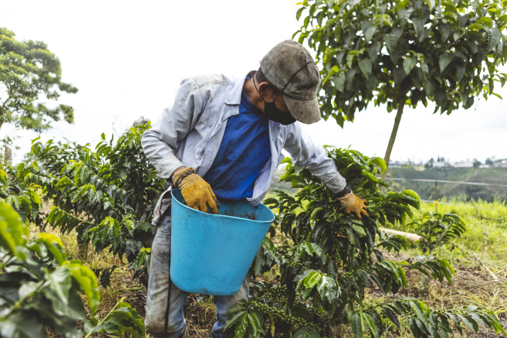 Agricultura entrega bono a 2,336 recolectores de café