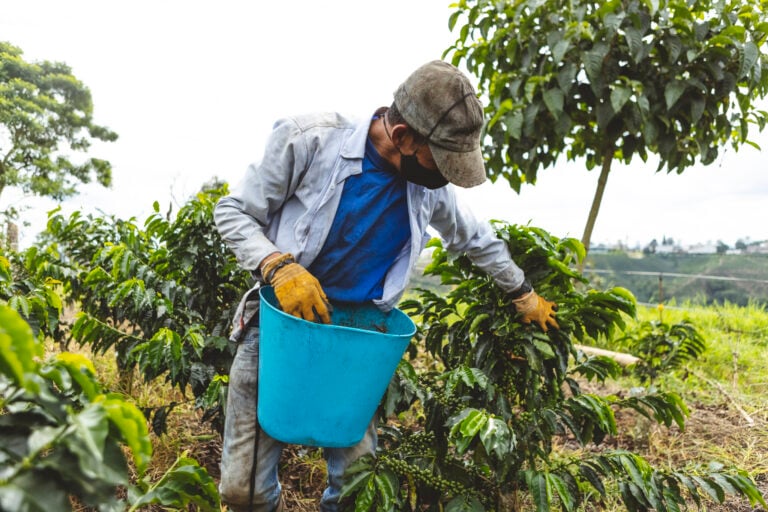 Agricultura entrega bono a 2,336 recolectores de café