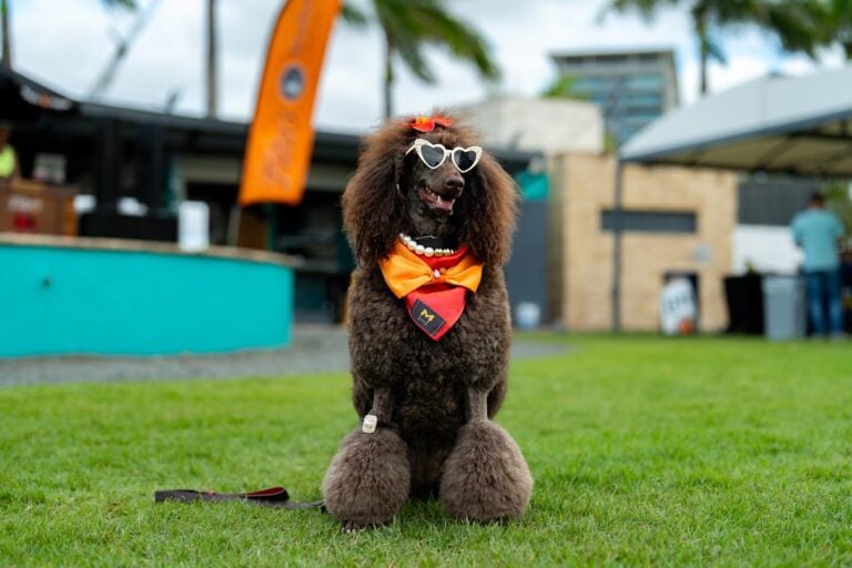 Bark & Play regresa con su cuarta edición para celebrar el Pet Day