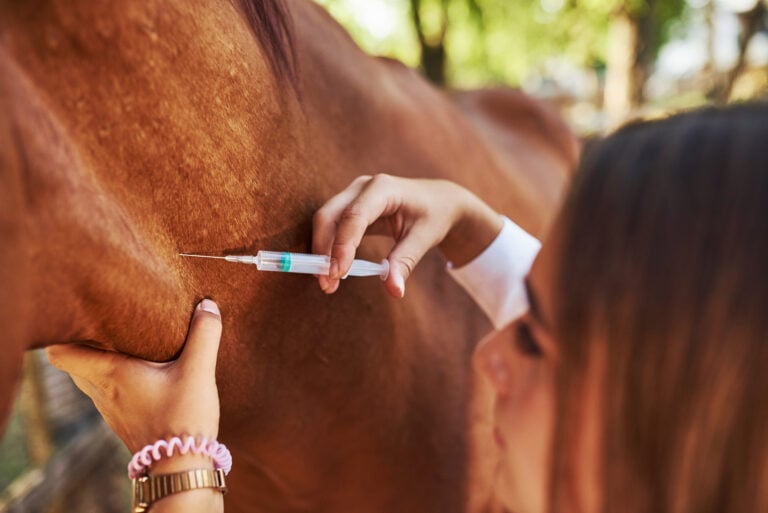 Dos hombres se declaran culpables por introducir y vender medicamentos adulterados para animales