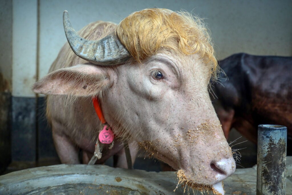 Un búfalo albino llamado Donald Trump se convierte en estrella viral en Bangladés