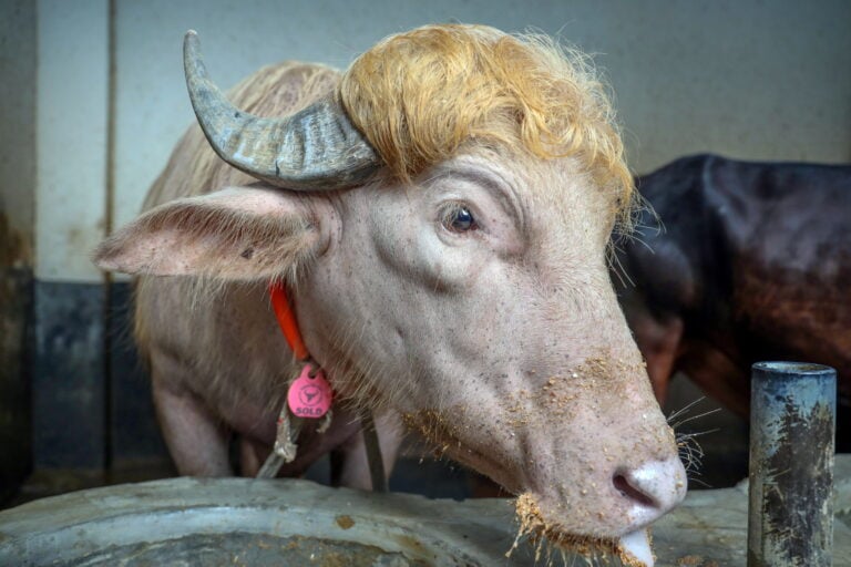 Un búfalo albino llamado Donald Trump se convierte en estrella viral en Bangladés