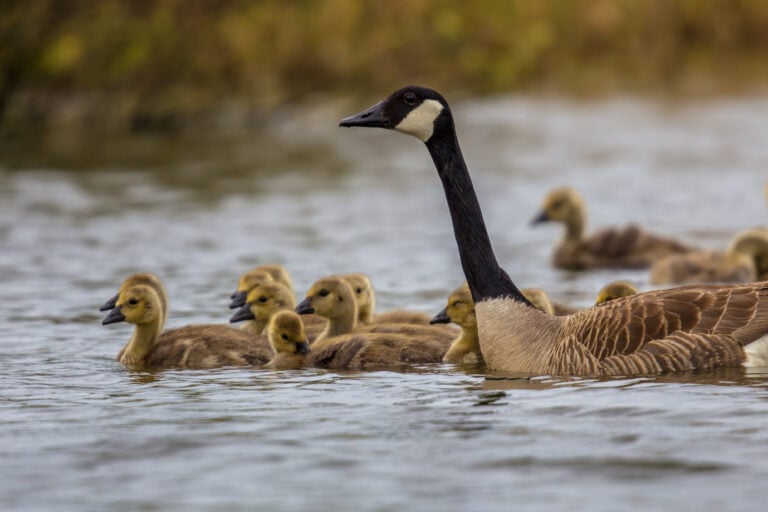 Red de tráfico de aves exóticas operaba desde chats privados en Puerto Rico