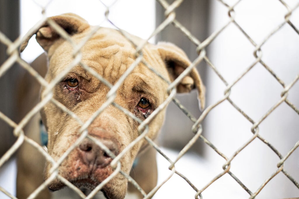 Ya no habrá que esperar: nueva ley permite intervenir antes en casos de maltrato animal