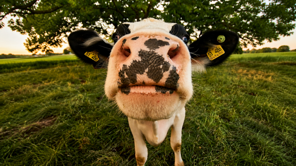 En Cayey se robaron 6 vacas y nadie escuchó ni un «moo»