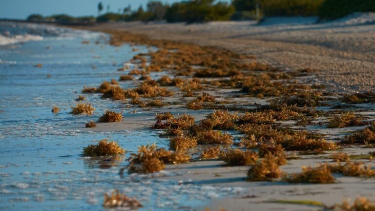 DRNA moviliza maquinaria para retirar sargazo en La Parguera, Lajas y Cabo Rojo