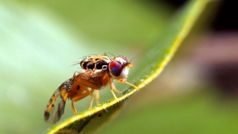 ¿Qué es la mosca del Mediterráneo? Agricultura declara emergencia fitosanitaria