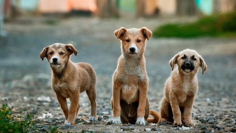 Organizaciones reclaman acción ante presunto caso de maltrato animal en Cayey