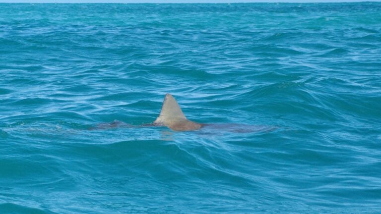 DRNA monitorea playa de Loíza por imágenes de un presunto tiburón