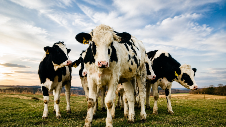 Las seis vacas de Cayey siguen desaparecidas