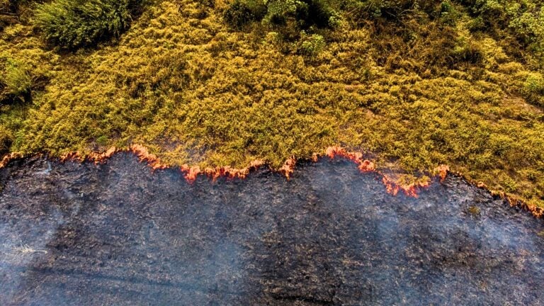 Puerto Rico se seca y también arde: ¿qué tiene que ver la sequía con los incendios forestales?