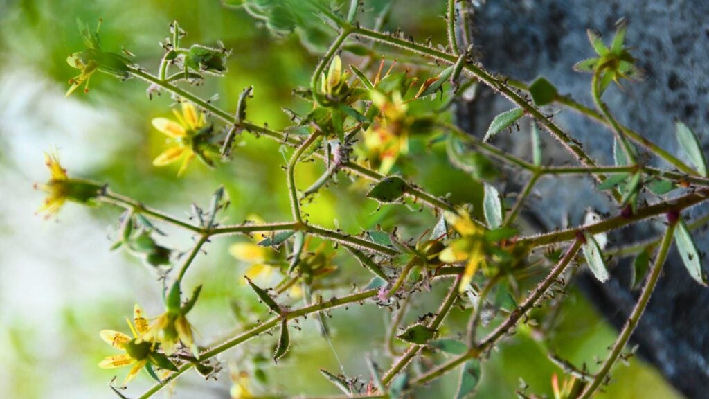 Darwin tenía razón: esta planta atrapa y digiere insectos, confirma un estudio