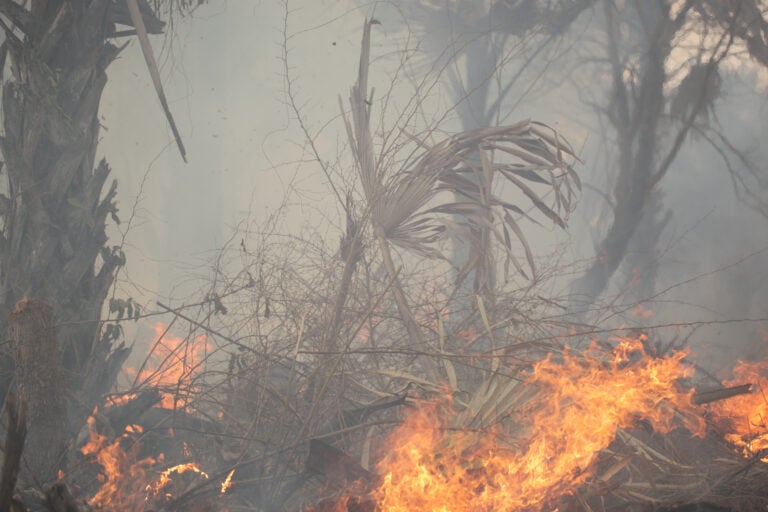 Por qué Puerto Rico arde: la sequía que seca los embalses también enciende el monte