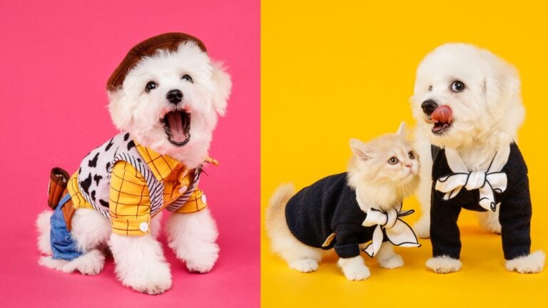 ¡Cuidado con los dulces! Cinco riesgos de Halloween para perros y gatos