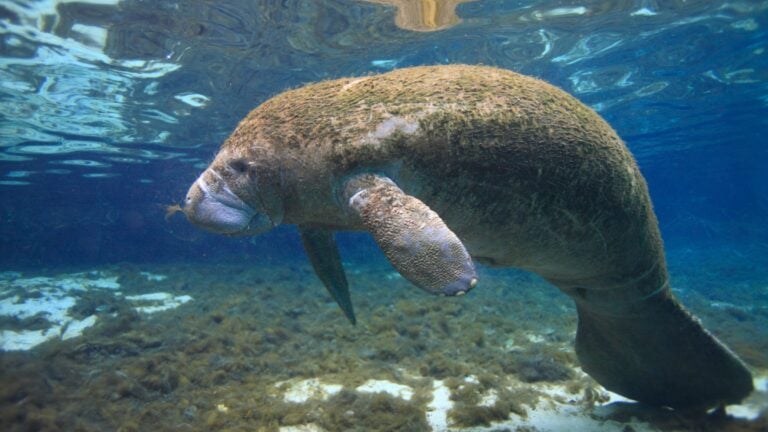 Tras 50 años en nuestras aguas, muere “Caribe”: un llamado a proteger los manatíes de Puerto Rico