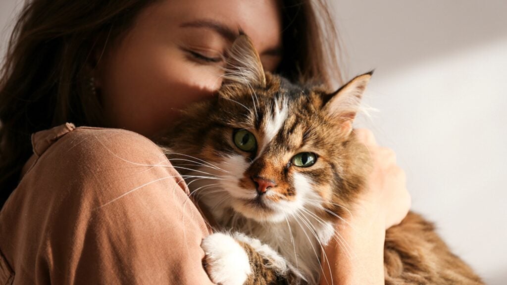 ¿Tu gato está actuando diferente? Estas señales pueden decirte mucho