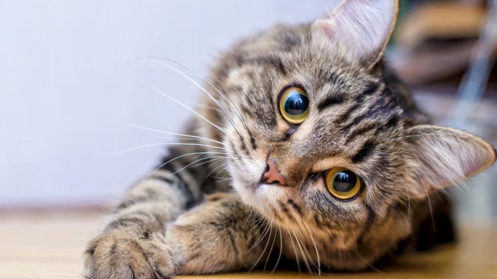 ¿Sabías esto de tu gato? Seis datos que pueden ayudarte a cuidarlo mejor