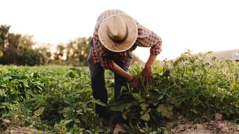 ¿Cuánto de lo que llega a tu mesa realmente se produce en Puerto Rico?