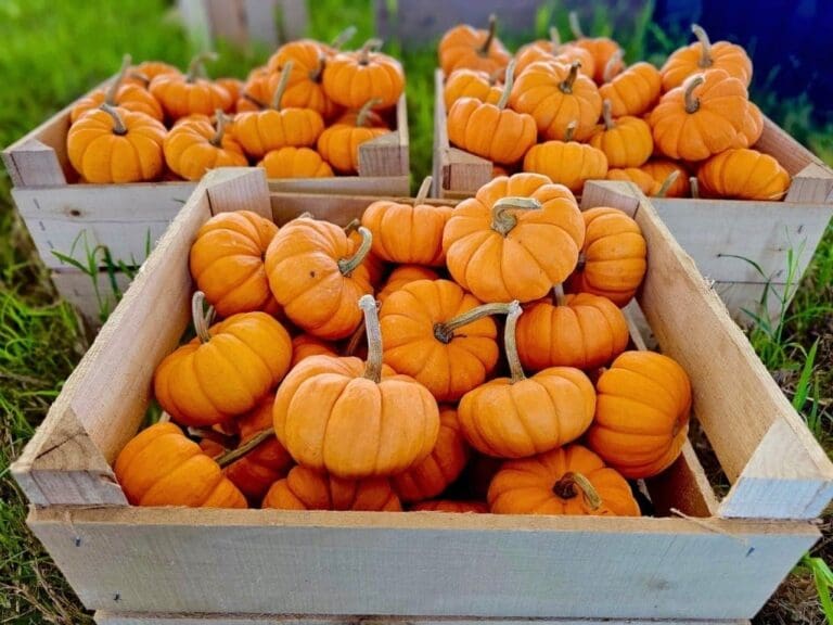 Calabazas PR Fest