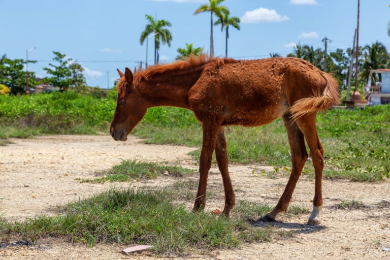Vega Baja lanza programa para adoptar caballos realengos o abandonados