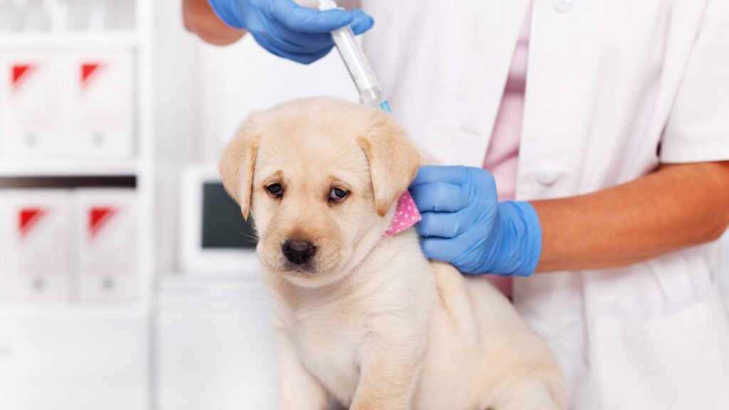 Más de 1,600 vacunas fueron administradas a perros y gatos en jornada gratuita